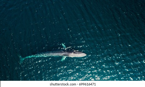 aerial of fin whale