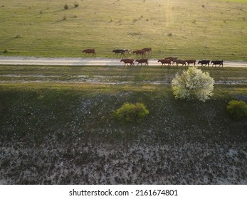 AERIAL: Flying over a small herd of cattle cows walking uniformly down farm road on the hill. Black, brown and spotted cows. Top down view of the countryside on a sping sunset. Idyllic rural landscape