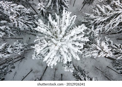 Aerial foggy landscape with evergreen pine trees covered with fresh fallen snow after heavy snowfall in winter mountain forest on cold quiet evening.