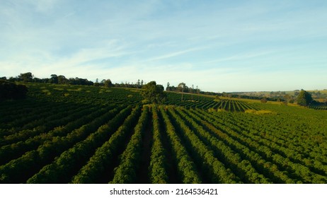 Aerial Footage Brazilian Coffee Plantation Sunset Stock Photo ...