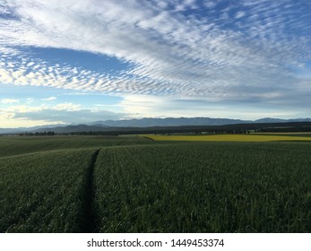 Aerial Footage Of A Spring Wheat Feild.  