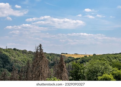 Aerial forest landscape of treetops in nature reserve Naturwanderpark Delux, cultivated fields in background, yellow grass, green leafy trees and some dry ones, sunny summer day in Utscheid, Germany