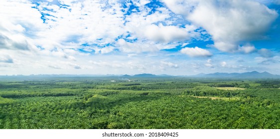 Aerial Of Fresh Green Palm Plantation Farm Forest Shot In The Spring With A Drone From The Air On Blue Sky Cloud.South Of Thailand Landscape Summer Green Sky Background From Above.field Palm Tree.