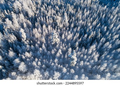 An aerial of a frosty and snowy mixed boreal forest on a sunny winter day in Estonia, Northern Europe