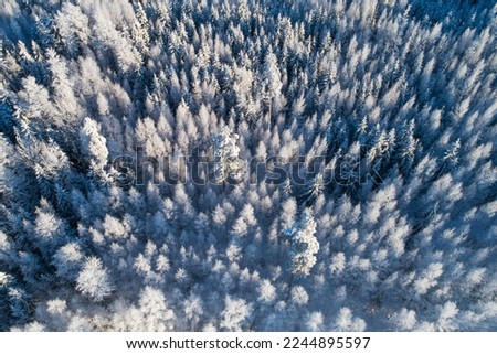 An aerial of a frosty and snowy mixed boreal forest on a sunny winter day in Estonia, Northern Europe