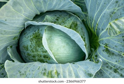 An Aerial Glimpse of Cabbage Plants, Each Leaf a Testimony to Careful Cultivation and Natural Elegance - Powered by Shutterstock