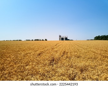 Aerial Of Grain Elevator In Front Of Wheat Field. Drone Camera Above Flour Or Oil Mill Plant Silos. Silos Near Golden Farmland. Agriculture Theme, A Harvesting Season.