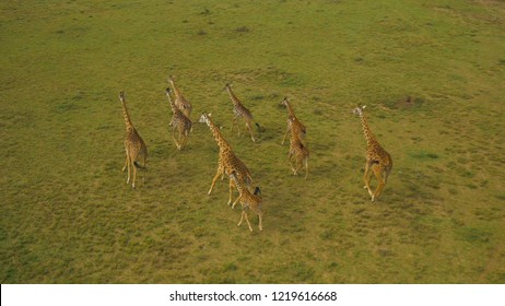 AERIAL: A group of adult giraffes running through the vast plains in Africa. Breathtaking view of giraffes migrating through the scenic wilderness. Wild African animals running in beautiful nature.