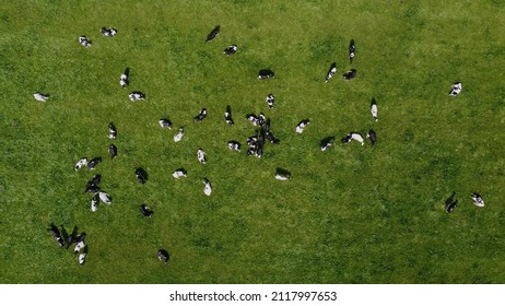 Aerial high altitude view of Holstein Friesians often shortened to Holsteins in North America are a breed of dairy cattle that originated in the Dutch provinces of North Holland and Friesland