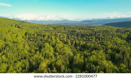 AERIAL: High angle view revealing vast forested area with lush green mixed trees. Gorgeous canopies of deciduous and coniferous trees in many shades of green. Massive woodland area in the countryside.