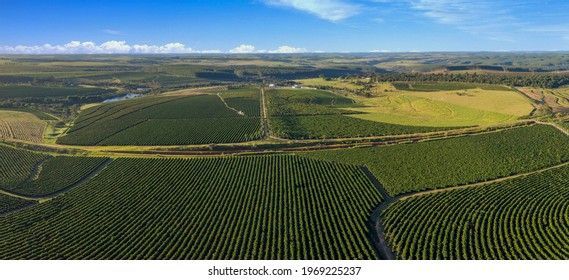 Aerial Image Of Coffee Plantation In Brazil