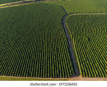 Aerial Image Of Coffee Plantation In Brazil