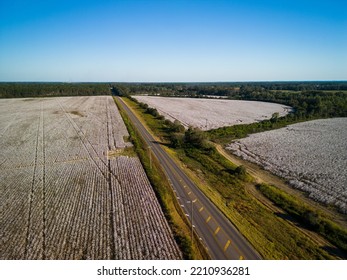 Aerial Image Of Cotton Fields In Southeast Alabama With Road Separating Them In The Countryside 