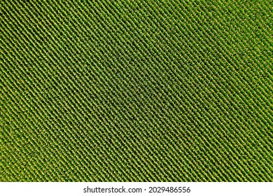 Aerial image of expansive corn field with birds eye view of hundreds of rows of corn planted from a distance. Top drone drone abstract agricultural texture.