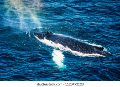 Aerial image of Humpback whale, Newfoundland, Canada