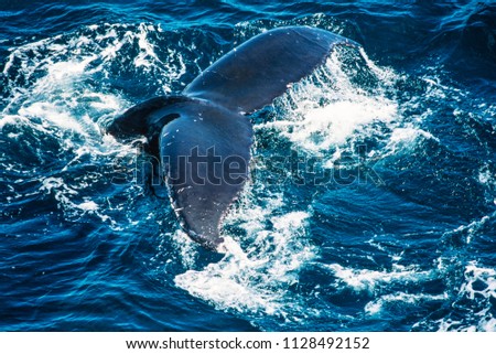 Aerial image of Humpback whale, Newfoundland, Canada