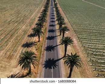 Aerial Image Of Palm Tree Lined Road In The Barossa Valley With Vinyard Crops Either Side