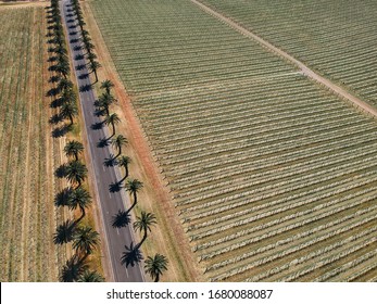 Aerial Image Of Palm Tree Lined Road In The Barossa Valley With Vinyard Crops Either Side