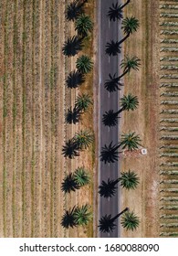 Aerial Image Of Palm Tree Lined Road In The Barossa Valley With Vinyard Crops Either Side