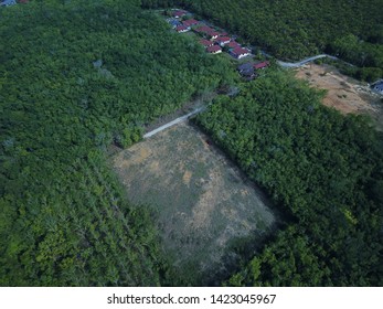 Aerial Image Of Rubber Plantation That Undergo Replanting Program In The Morning.