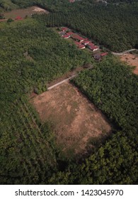 Aerial Image Of Rubber Plantation That Undergo Replanting Program In The Morning.