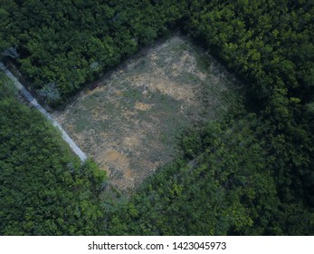 Aerial Image Of Rubber Plantation That Undergo Replanting Program In The Morning.