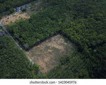 Aerial Image Of Rubber Plantation That Undergo Replanting Program In The Morning.