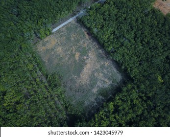 Aerial Image Of Rubber Plantation That Undergo Replanting Program In The Morning.