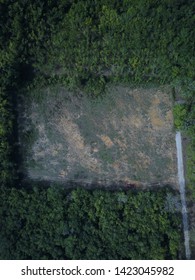 Aerial Image Of Rubber Plantation That Undergo Replanting Program In The Morning.