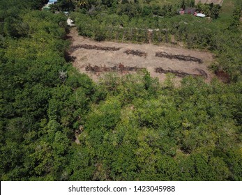 Aerial Image Of Rubber Plantation That Undergo Replanting Program In The Morning.