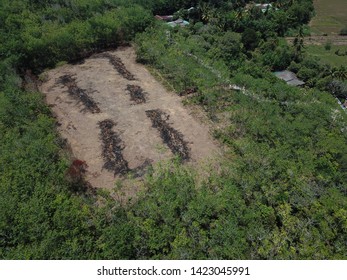 Aerial Image Of Rubber Plantation That Undergo Replanting Program In The Morning.