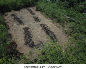 Aerial Image Of Rubber Plantation That Undergo Replanting Program In The Morning.