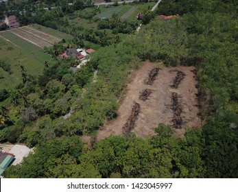 Aerial Image Of Rubber Plantation That Undergo Replanting Program In The Morning.