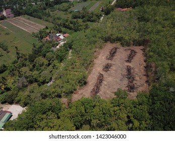 Aerial Image Of Rubber Plantation That Undergo Replanting Program In The Morning.