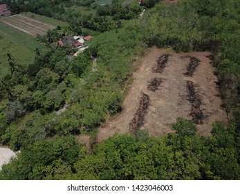 Aerial Image Of Rubber Plantation That Undergo Replanting Program In The Morning.