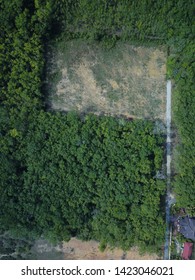 Aerial Image Of Rubber Plantation That Undergo Replanting Program In The Morning.