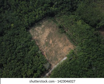 Aerial Image Of Rubber Plantation That Undergo Replanting Program In The Morning.