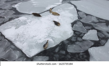 Aerial Image Of Seals (spotted Seal, Largha Seal, Phoca Largha) Laying On The Ice Floe In Cloudy Winter Day. Wild Spotted Seals In Natural Habitat.