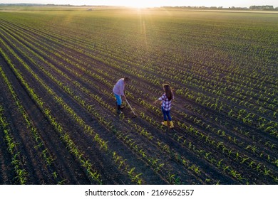 Aerial Image Of Senior Farmer Hoeing In Corn Field And Business Woman Supervising , Shoot From Drone