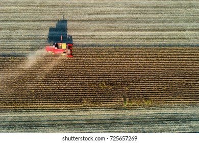 Aerial Image Of Soybean Harvest. Combine Harvester Working In Golden Field In Fall