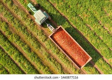 トマト畑 の画像 写真素材 ベクター画像 Shutterstock