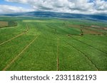 Aerial of irrigated cropland in Maui, Hawaii.