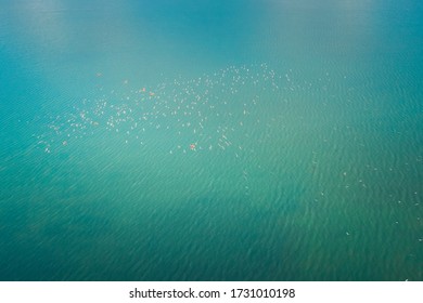 aerial lake view and birds flying on the blue water