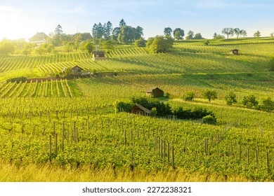 Aerial landscape between terraced vineyards of Hallau winegrowing village in Hallauerberg mountain. Swiss countryside and famous wine tasting region. Schaffhausen Canton of Switzerland.