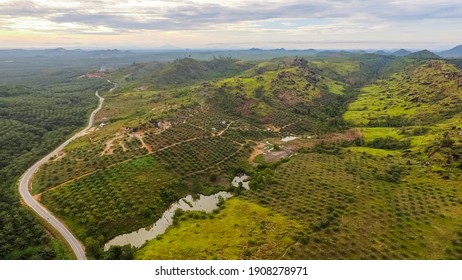 Aerial Landscape Of Borneo Forest And Palm Tree Plantation. Beautiful Peatland Forest Landscape With The Road In The Middle And Yellow Sky.