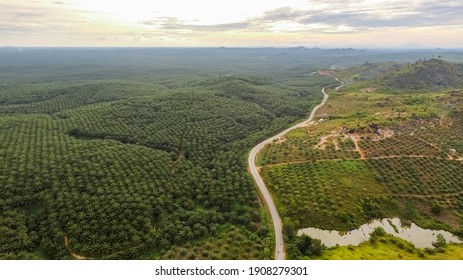 Aerial Landscape Of Borneo Forest And Palm Tree Plantation. Beautiful Peatland Forest Landscape With The Road In The Middle And Yellow Sky.