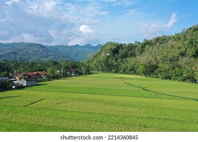 Aerial Landscape Rice Field - Aerial View Of Rice Fields