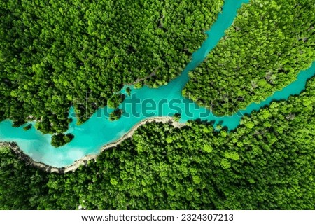 Aerial landscape of river junction in mangrove forest.