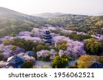 Aerial landscape of the spring cherry blossoms, in Wuxi Yuantouzhu, also named "Turtle Head Isle" in English