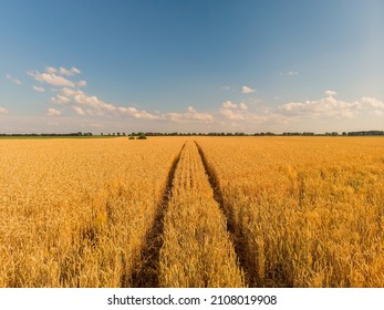 Aerial landscape of summer farm wheat field harvest crops